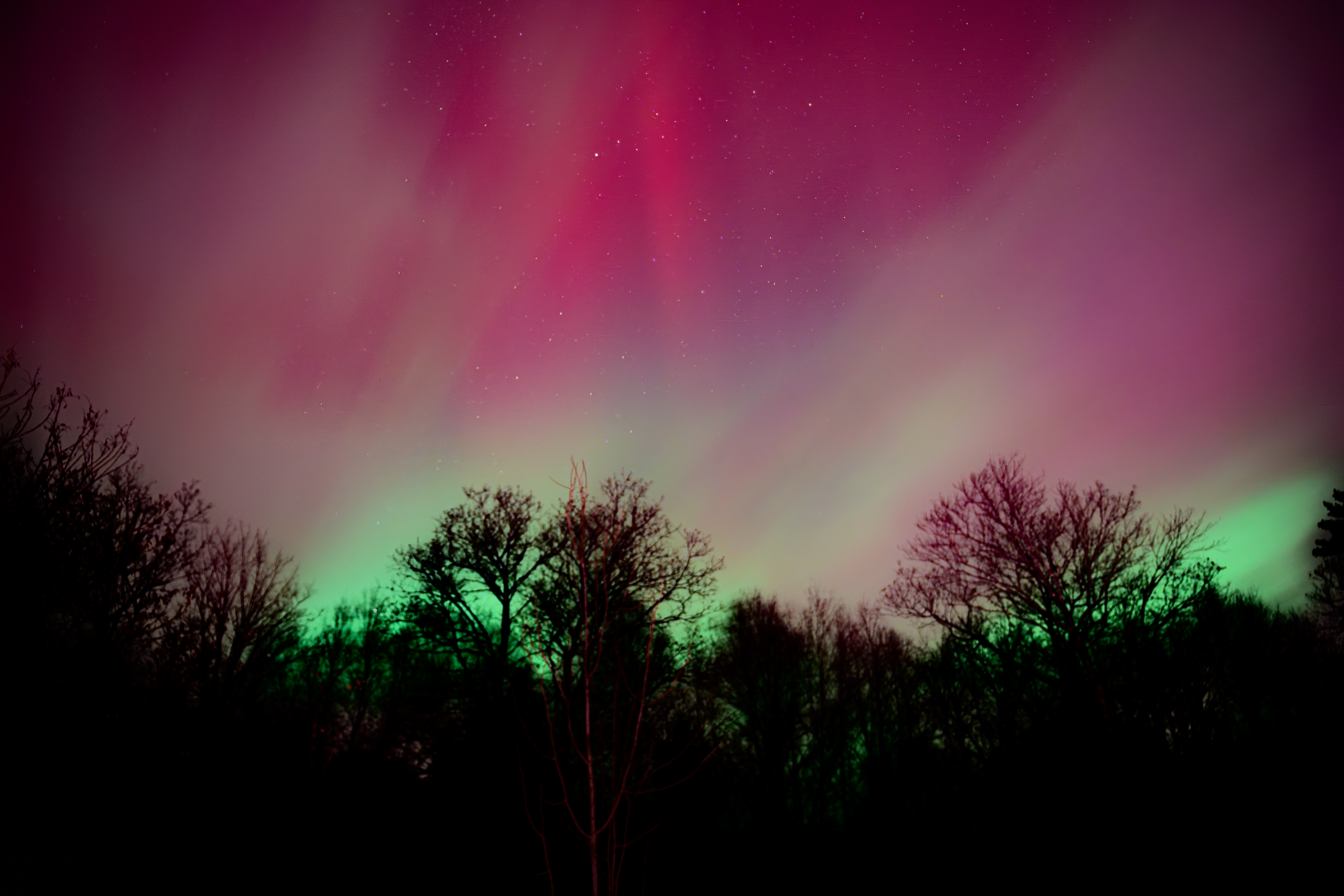 Aurora borealis with pink and green lights above tree silhouettes